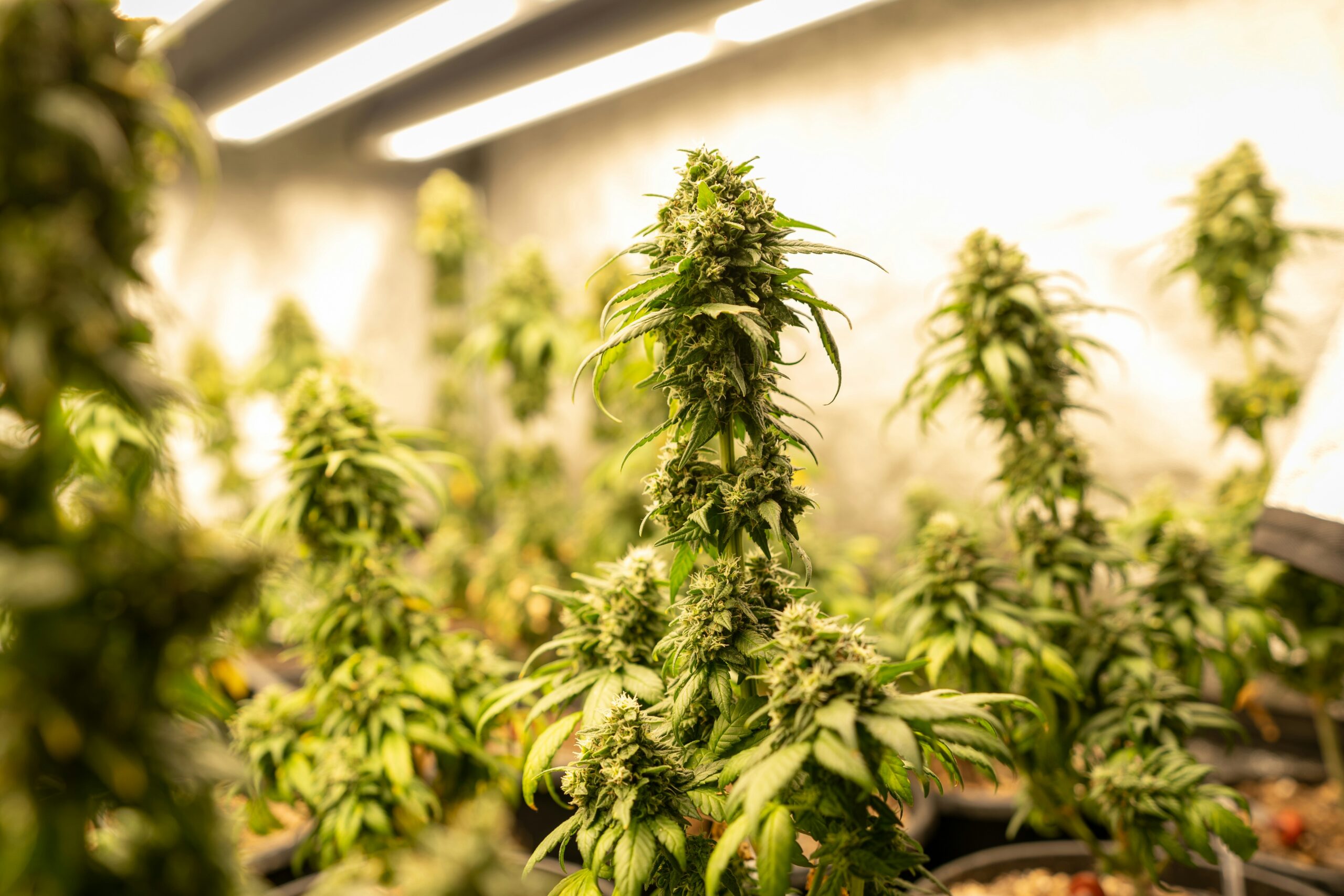 Cannabis plant leaves representing marijuana science, cannabinoids and botanical research education